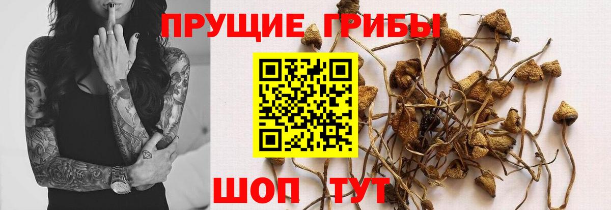Псилоцибиновые грибы Cubensis  Вход с VPN  Гуково 